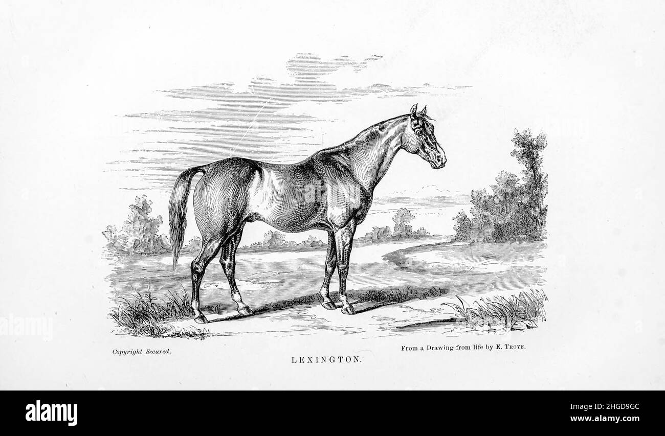 Lexington (17. März 1850 – 1. Juli 1875) war ein Vollblut-Rennpferd der Vereinigten Staaten, das sechs seiner sieben Rennstarts gewann. Vielleicht kam sein größter Ruhm jedoch als der erfolgreichste Vererber der zweiten Hälfte des neunzehnten Jahrhunderts; er war der führende Vererber in Nordamerika 16 Mal, und Brutstutenvater vieler bemerkenswerter Rennpferde. Aus dem Cyclopedia jedes Pferdebesitzers : die Anatomie und Physiologie des Pferdes; Allgemeine Merkmale; die Punkte des Pferdes, mit Anweisungen, wie er zu wählen; die Grundsätze der Zucht, und die beste Art zu züchten; die Behandlung der Zuchtstute und Fohlen Stockfoto