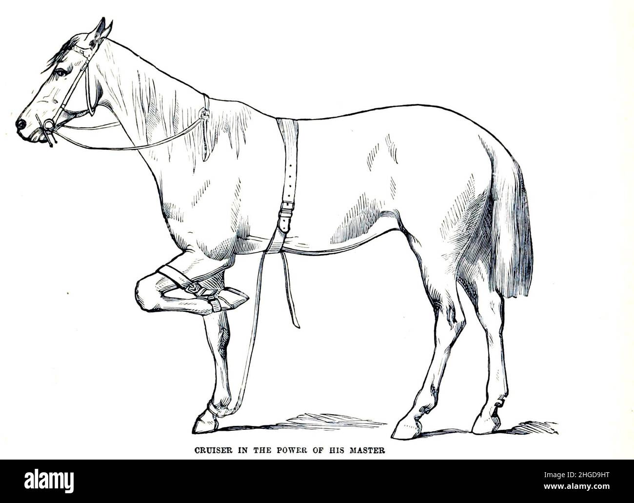 Kreuzer in der Macht seines Meisters aus dem Cyclopedia jedes Pferdebesitzers: Die Anatomie und Physiologie des Pferdes; allgemeine Merkmale; die Punkte des Pferdes, mit Anweisungen, wie er zu wählen ist; die Grundsätze der Zucht und die beste Art, aus der zu züchten ist; Die Behandlung der Zuchtstute und des Fohlens; Aufzucht und Zerschlagung des hengstes; Stallungen und Stallführung; Reiten, Autofahren usw. usw. Krankheiten, Und wie man sie heilt. Die wichtigsten Medikamente und die Dosen, in denen sie sicher verabreicht werden können; Unfälle, Frakturen und die jeweils notwendigen Operationen; Beschlagen usw. Herausgeber: Phila Stockfoto