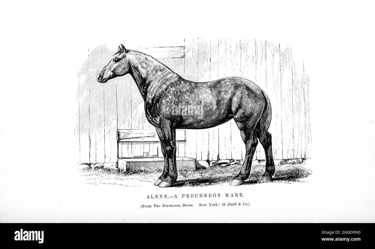 Alene A Percheron Stute aus dem Cyclopedia jedes Pferdebesitzers: Die Anatomie und Physiologie des Pferdes; allgemeine Merkmale; die Punkte des Pferdes, mit Anweisungen, wie man ihn wählt; die Grundsätze der Zucht und die beste Art, aus der man züchten kann; die Behandlung der Zuchtstute und des Fohlens; Aufzucht und Zerschlagung des hengstes; Stallungen und stabiles Management; Reiten, Autofahren usw. usw. Krankheiten, Und wie man sie heilt. Die wichtigsten Medikamente, und die Dosen, in denen sie sicher verabreicht werden können; Unfälle, Frakturen, und die Operationen notwendig in jedem Fall; Beschlagen, etc. Herausgeber: Philadelphia : Po Stockfoto