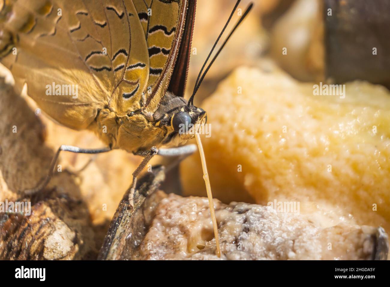 Ein Schmetterling, der mit seiner Zunge oder seinen Proboscis füttert. Konya Tropical Butterfly Valley, Türkei. Stockfoto