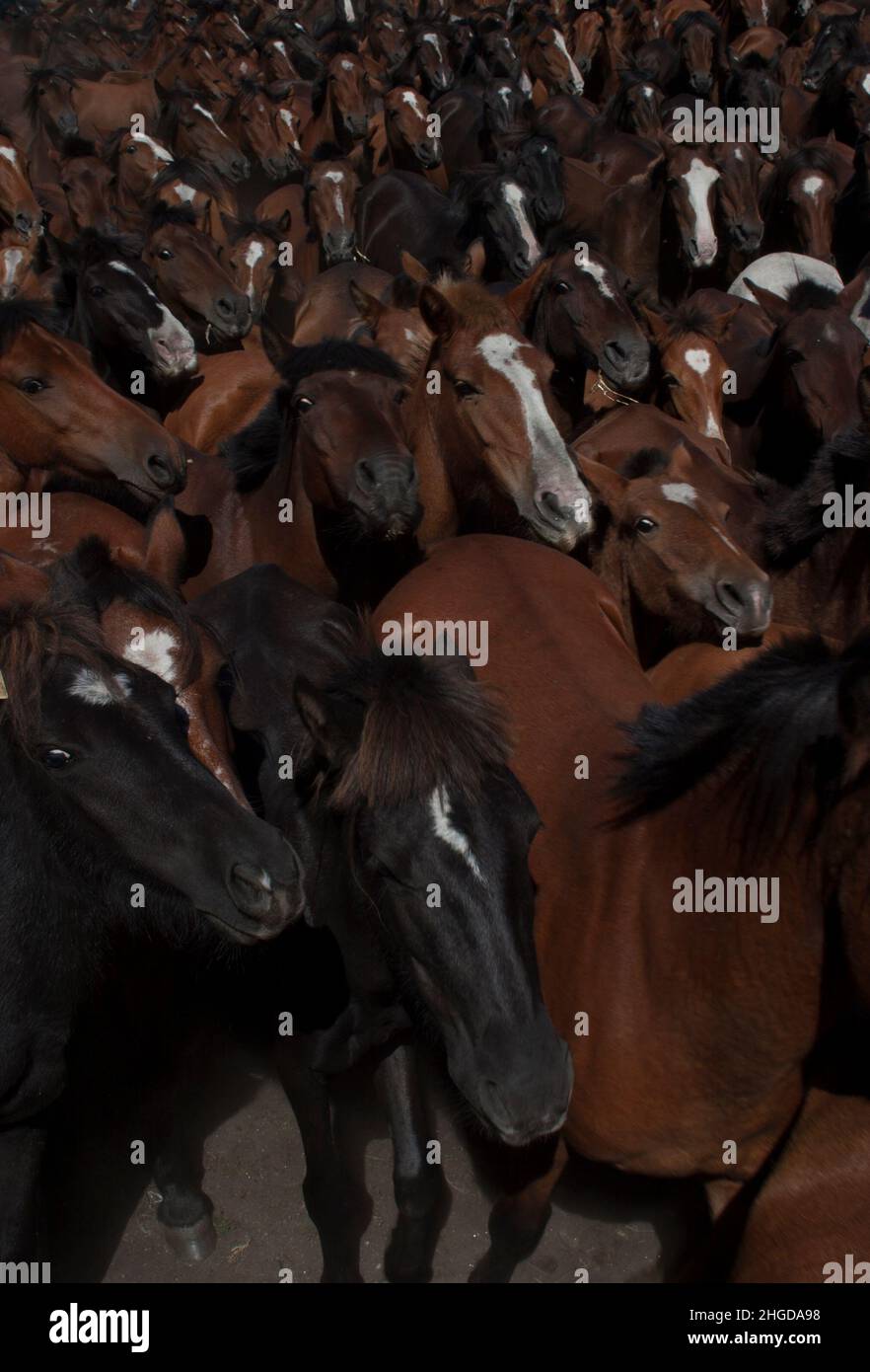 Eine Herde wilder Pferde kommt aus den Bergen für die rapa das bestas in Cedeira Stockfoto
