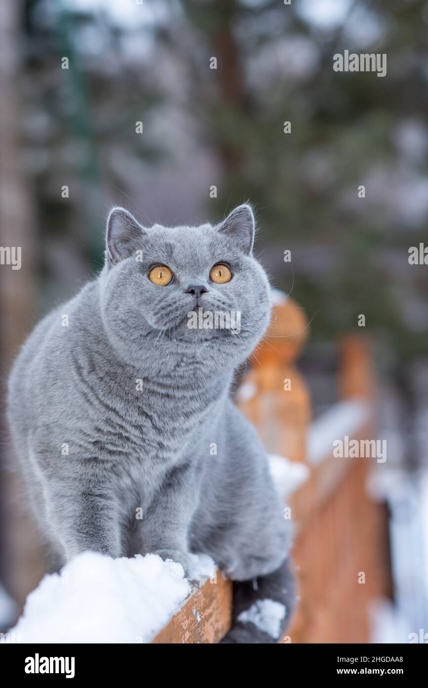 Eine Hauskatze einer britischen Kurzhaar-Rasse mit gelben Augen im Schnee, Eine graue britische Katze sitzt im frostigen Freien auf dem Geländer eines Landhauses Stockfoto