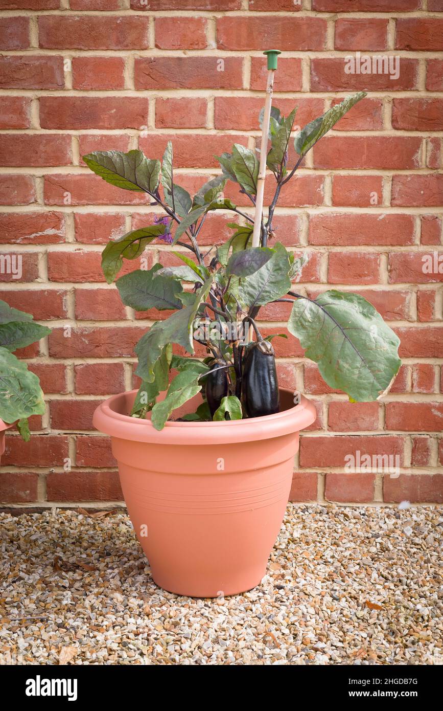 Auberginen-Pflanze (Auberginen- oder Eierpflanze), die im Freien in einem Container in einem britischen Garten wächst Stockfoto