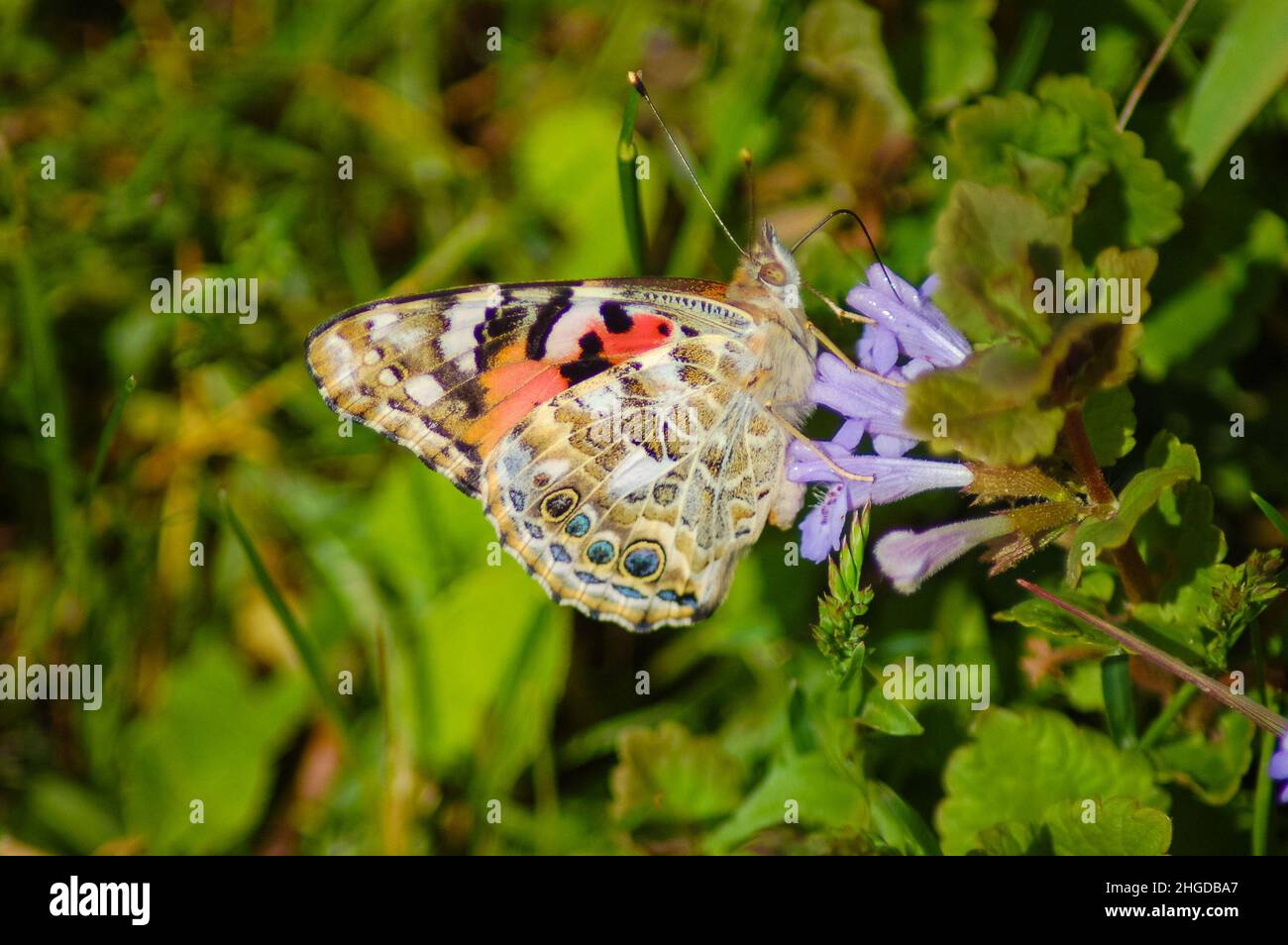 Gemalte Dame Schmetterling auf einer Blume Stockfoto