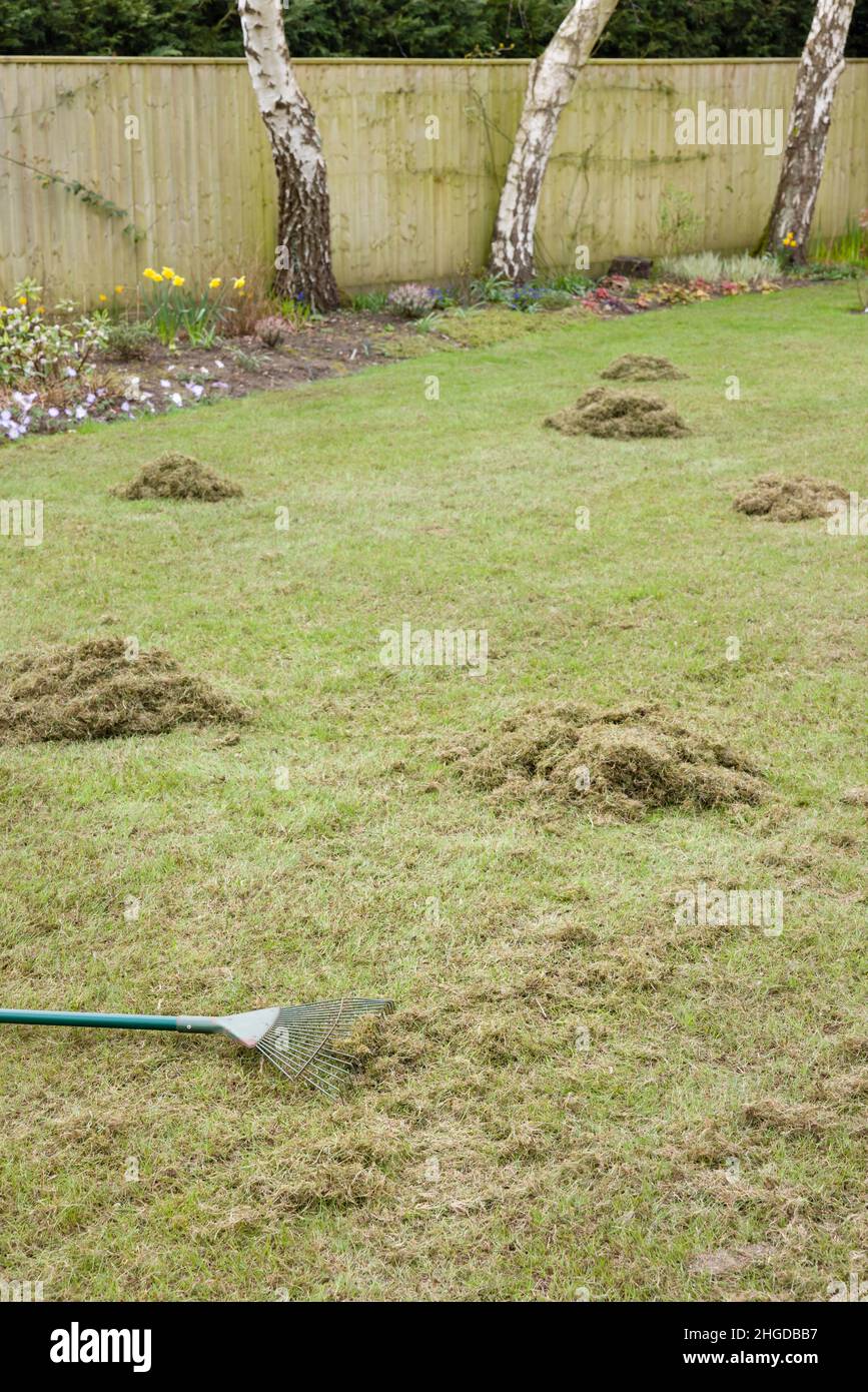 Rasenpflege, Entfernen von Moos nach dem Skarifieren durch Rasenmähen in einem britischen Garten Stockfoto