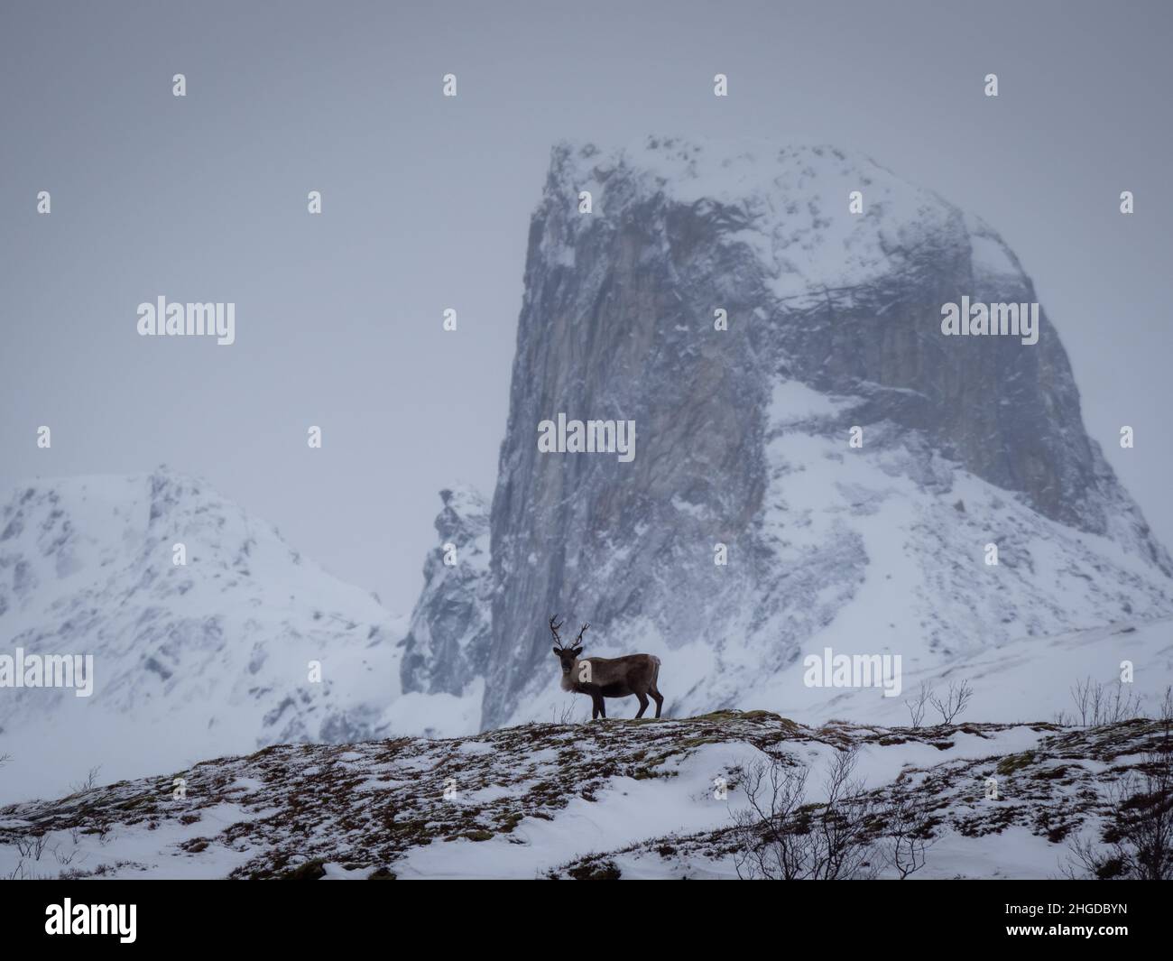 Rentier mit Berg im Hintergrund Wintersaison. Stockfoto