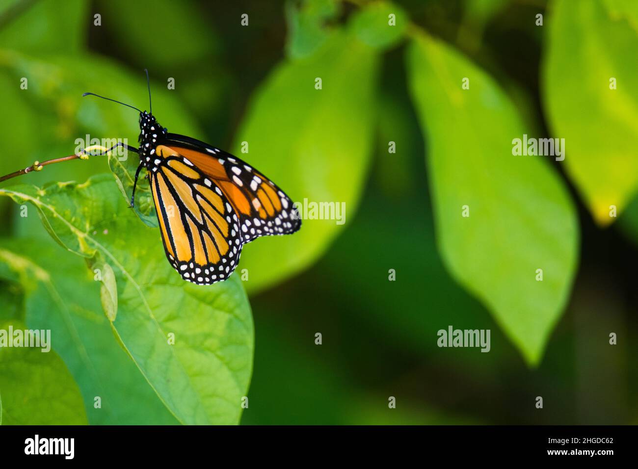 Monarch Butterfly in einem Tierschutzgebiet Stockfoto