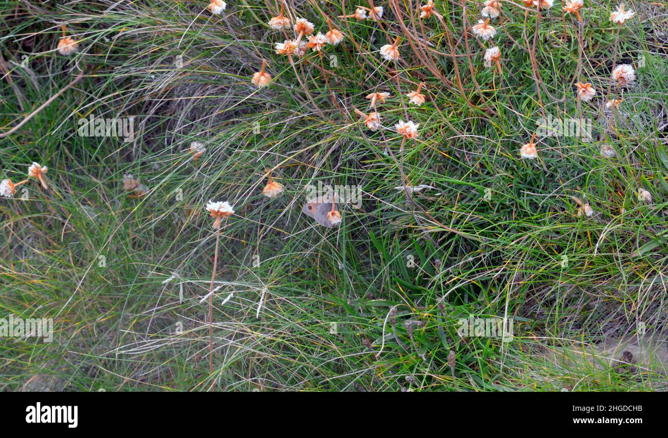 Getarnter Torhüter Schmetterling Stockfoto