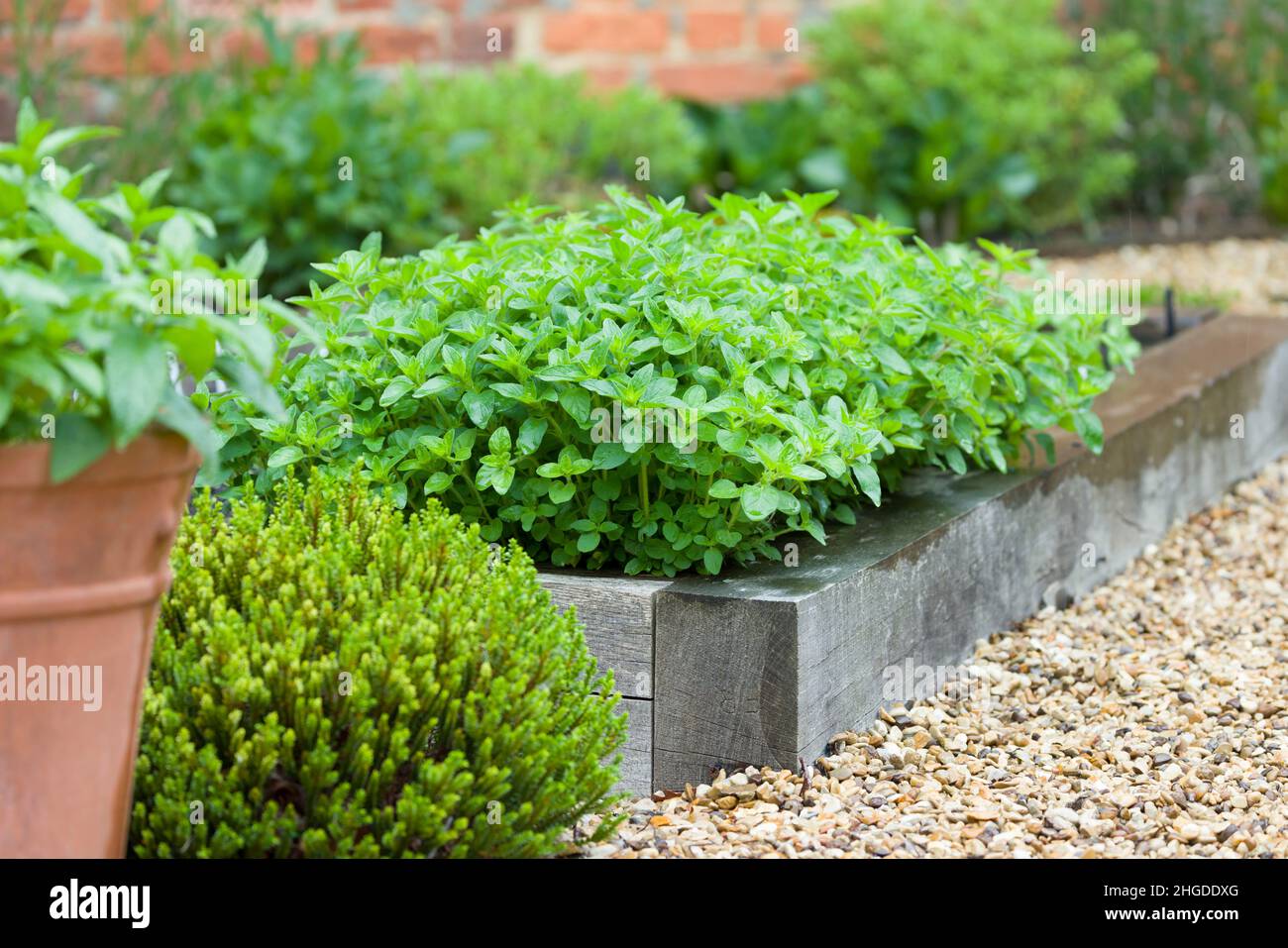 Frische Kräuter wachsen in einem Garten, Oranganopflanze in einem Container, UK Garten Details Stockfoto