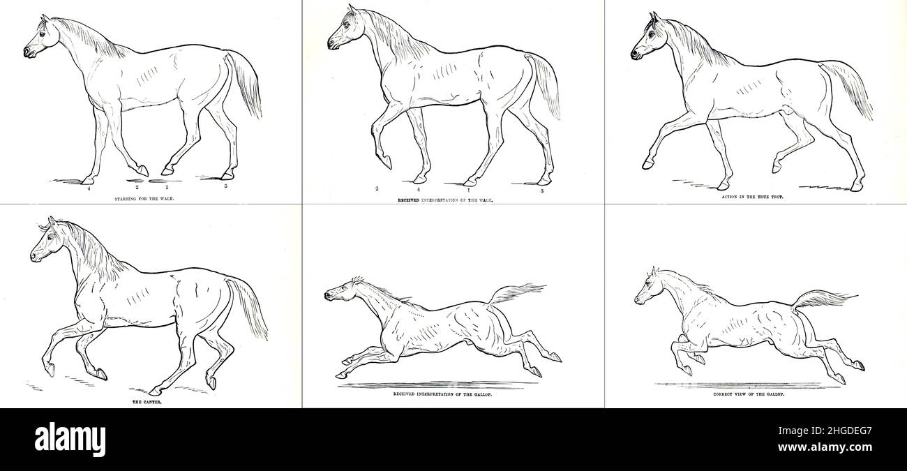 Verschiedene Modi der Progression gehen, Trab, Galopp und Galopp AUF