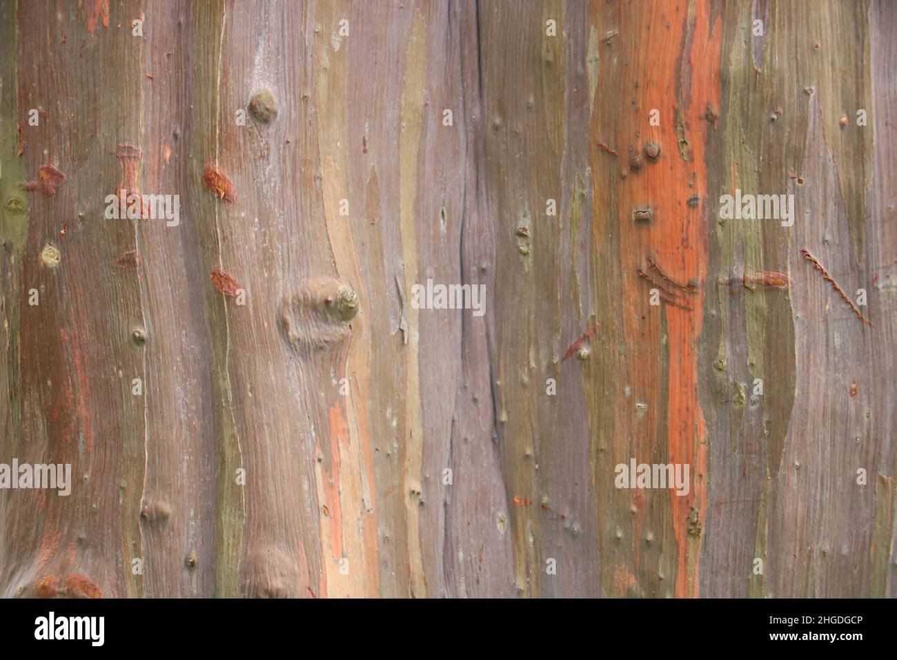 Eukalyptusbaum Eucalyptus deglupta ist eine Art von hohem Baum, allgemein bekannt als Regenbogeneukalyptus, Mindanao-Kaugummi oder Regenbogengummi Stockfoto