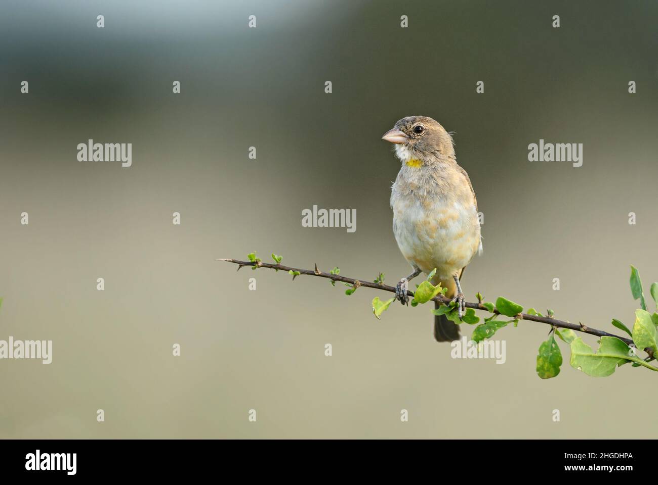 Gelbfleckiger Buschsparrow - Gymnoris pyrgita, schüchterner, bunter Vogel aus afrikanischen Savannen und Grasland, Taita-Hügel, Kenia. Stockfoto