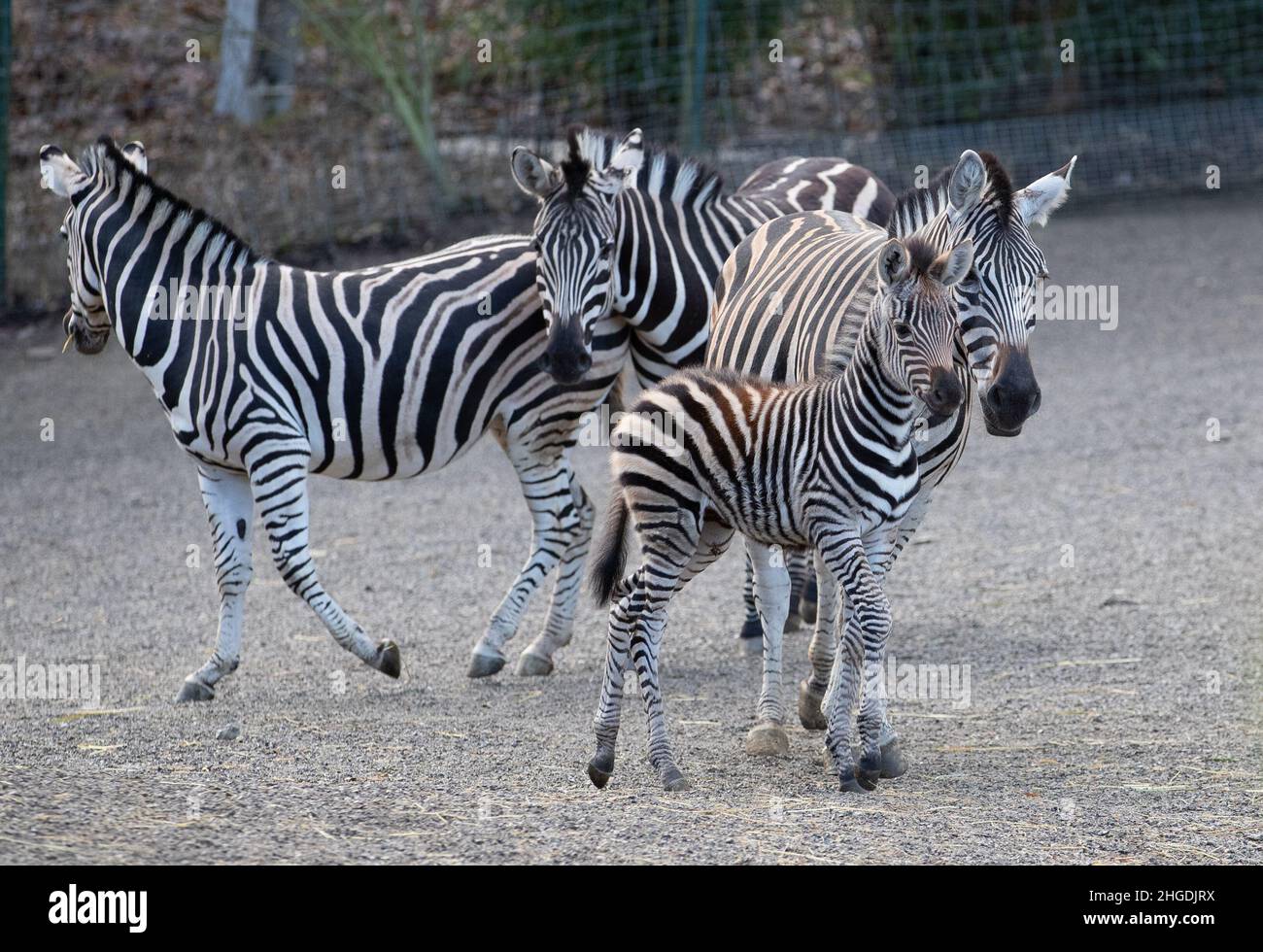 Zoo Osnabrück, Niedersachsen, Deutschland. 20. Januar 2022, Niedersachsen, Osnabrück: Der jüngste Zebranachwuchs (geboren am 10.01.2022) Melvin (2nd v.l.) steht neben Mutter Jule (r) im Zoo Osnabrück. Während der jährlichen Inventarisierung im Zoo werden alle Tiere gezählt und einige auch gemessen. Foto: Friso Gentsch/dpa Kredit: dpa picture Alliance/Alamy Live News Stockfoto