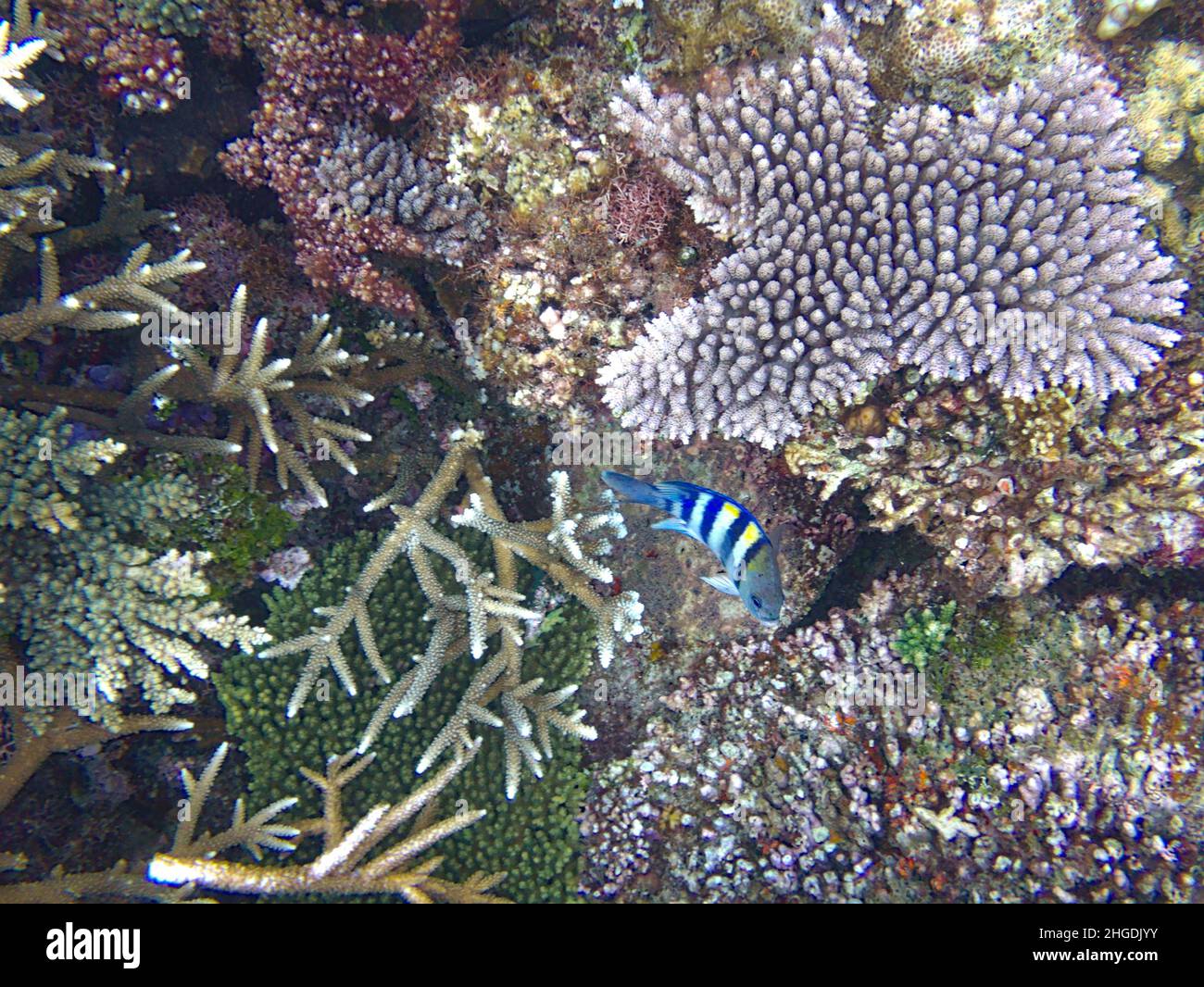 Korallenriff und Fische Stockfoto