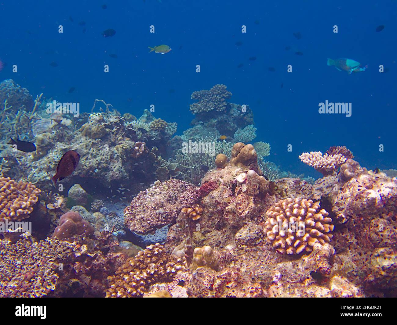 Korallenriff und Fische Stockfoto