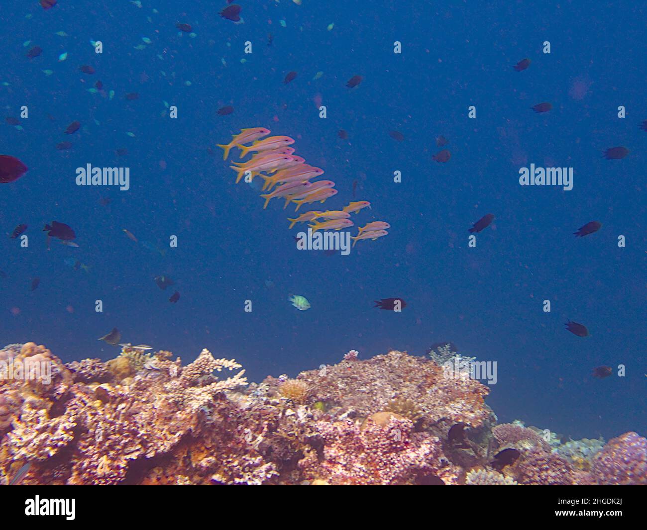 Korallenriff und Fische Stockfoto