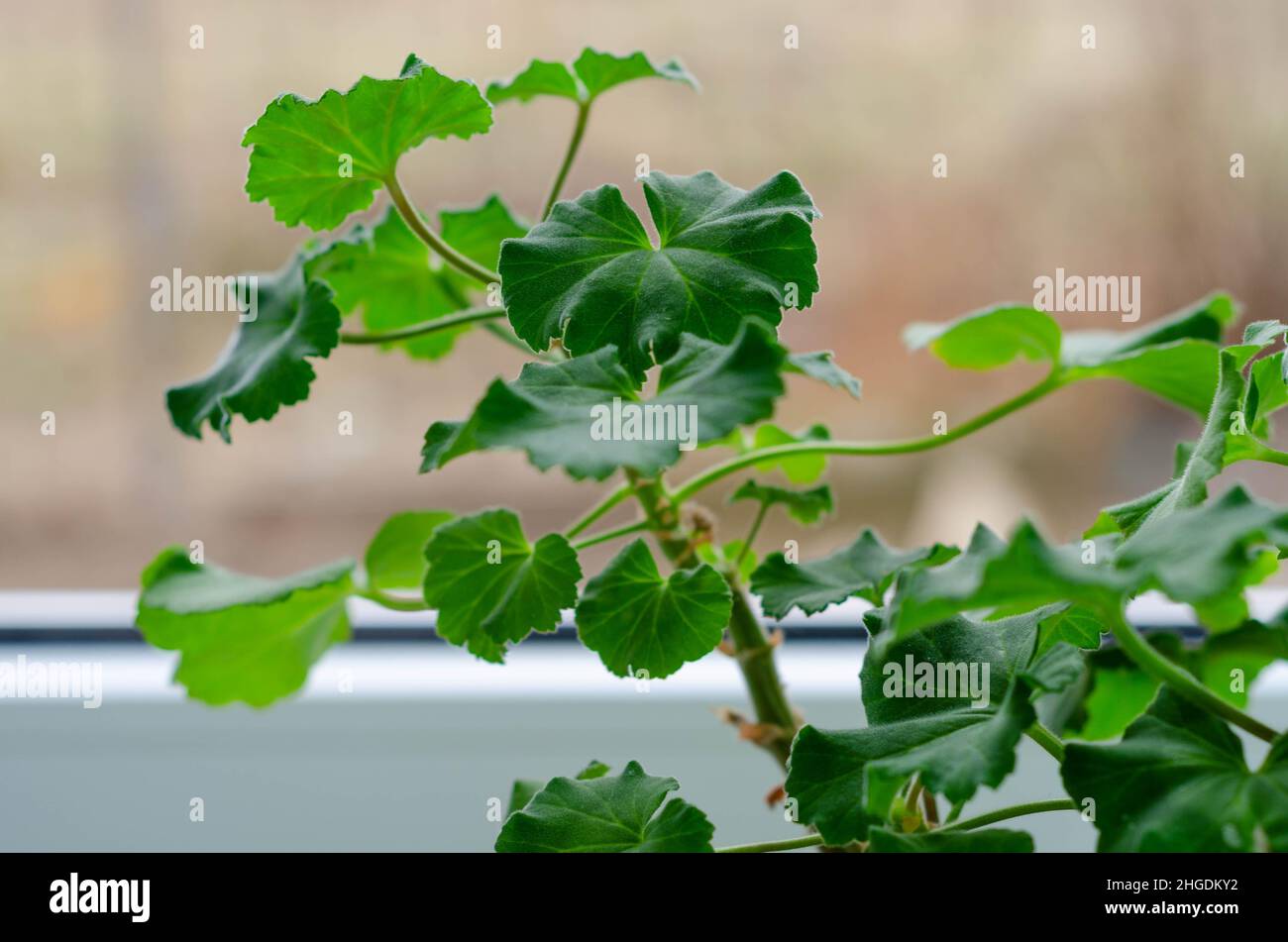Grüne Pflanze auf der Fensterbank eines sonnendurchfluteten Raumes Stockfoto