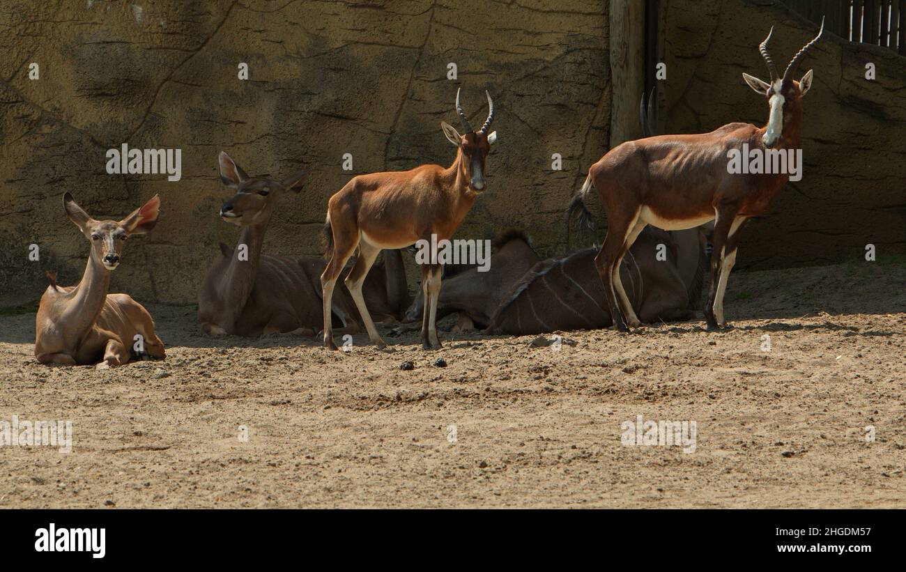 Blesboks und Großküdus im Safaripark in Dvur Kralove nad Labem, Ostböhmen, Tschechien, Europa Stockfoto