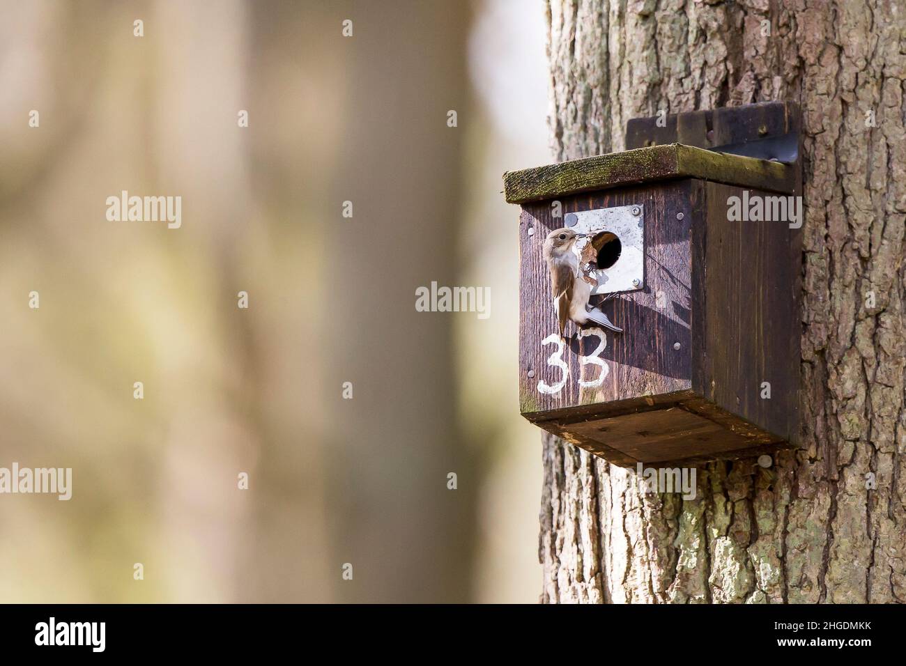 Der Vogelfängerschnäpper aus dem Pied bringt Nistmaterial in einen Nistkasten im Wald, Großbritannien. Stockfoto