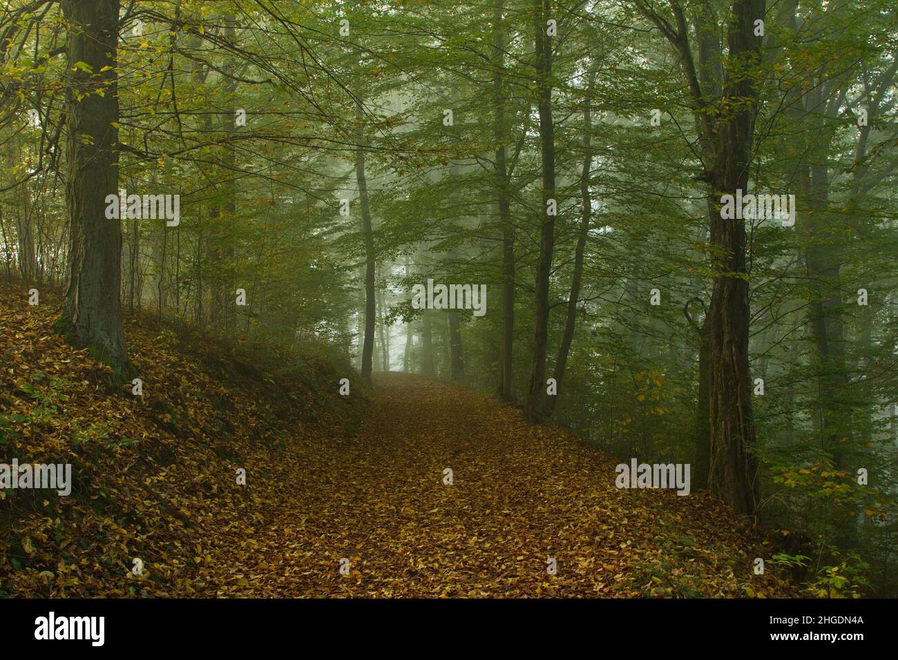 Nebliger Morgen in einem Laubwald in Mittelböhmen, Tschechien, Europa, Mitteleuropa Stockfoto
