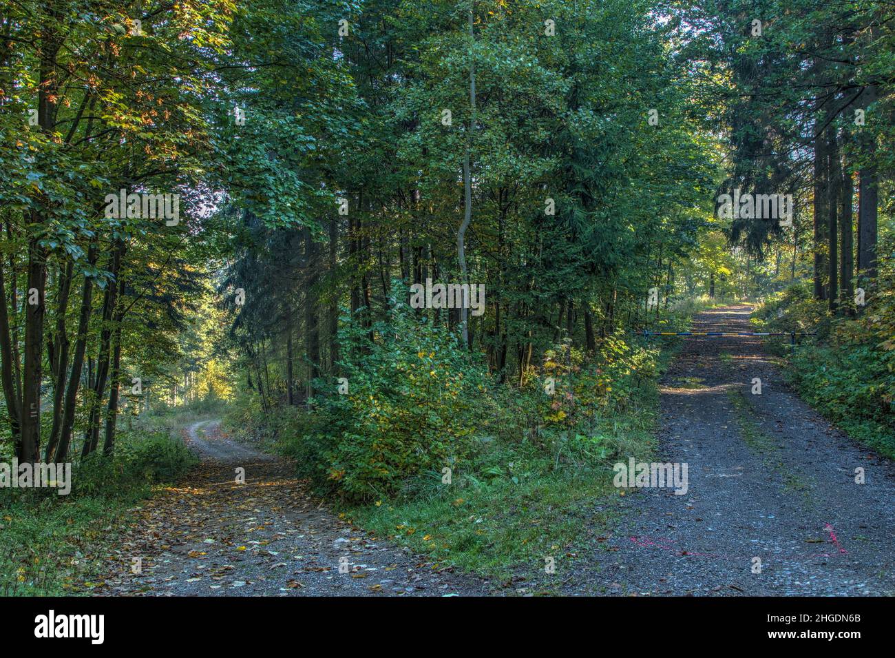 Wanderweg in einem Laubwald in Mittelböhmen, Tschechien, Europa, Mitteleuropa Stockfoto