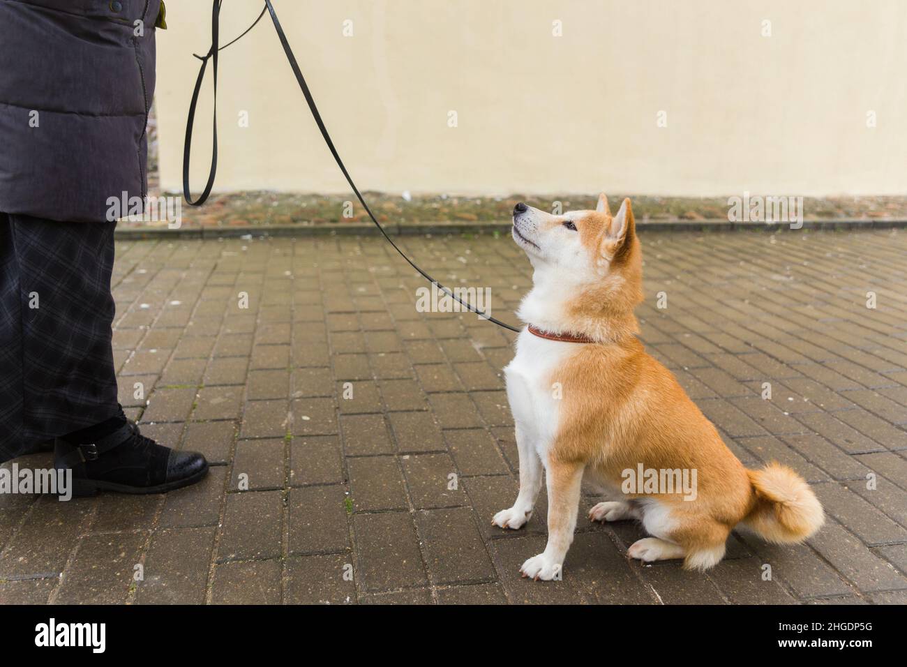 Shiba Inu in der Stadt. Shiba Inu mit Leine. Hund mit seinem Besitzer in der Stadt. Reisen mit Hund. Gehorsamer Hund. Stockfoto