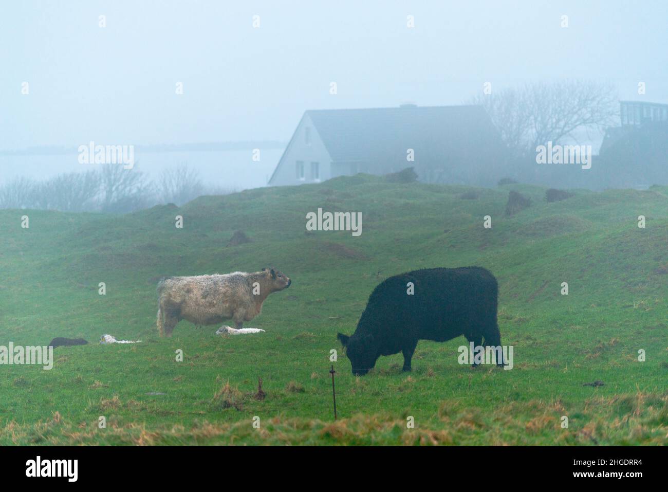 Dichter Nebel auf dem Hochseesland Helgoland, Nordsee, Norddeutschland, Mitteleuropa Stockfoto