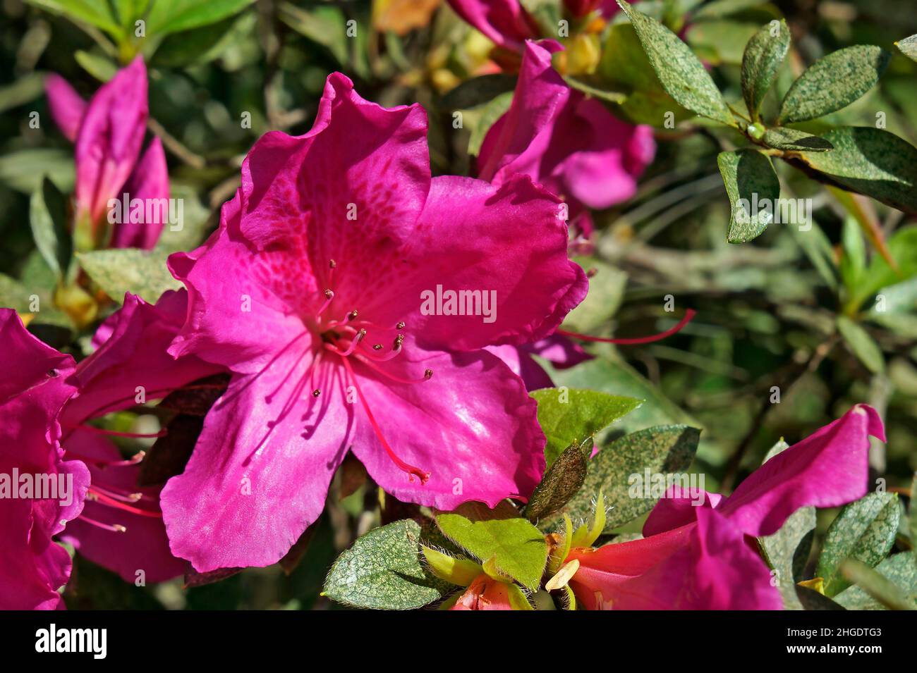 Rosa Azaleen im Garten Stockfoto