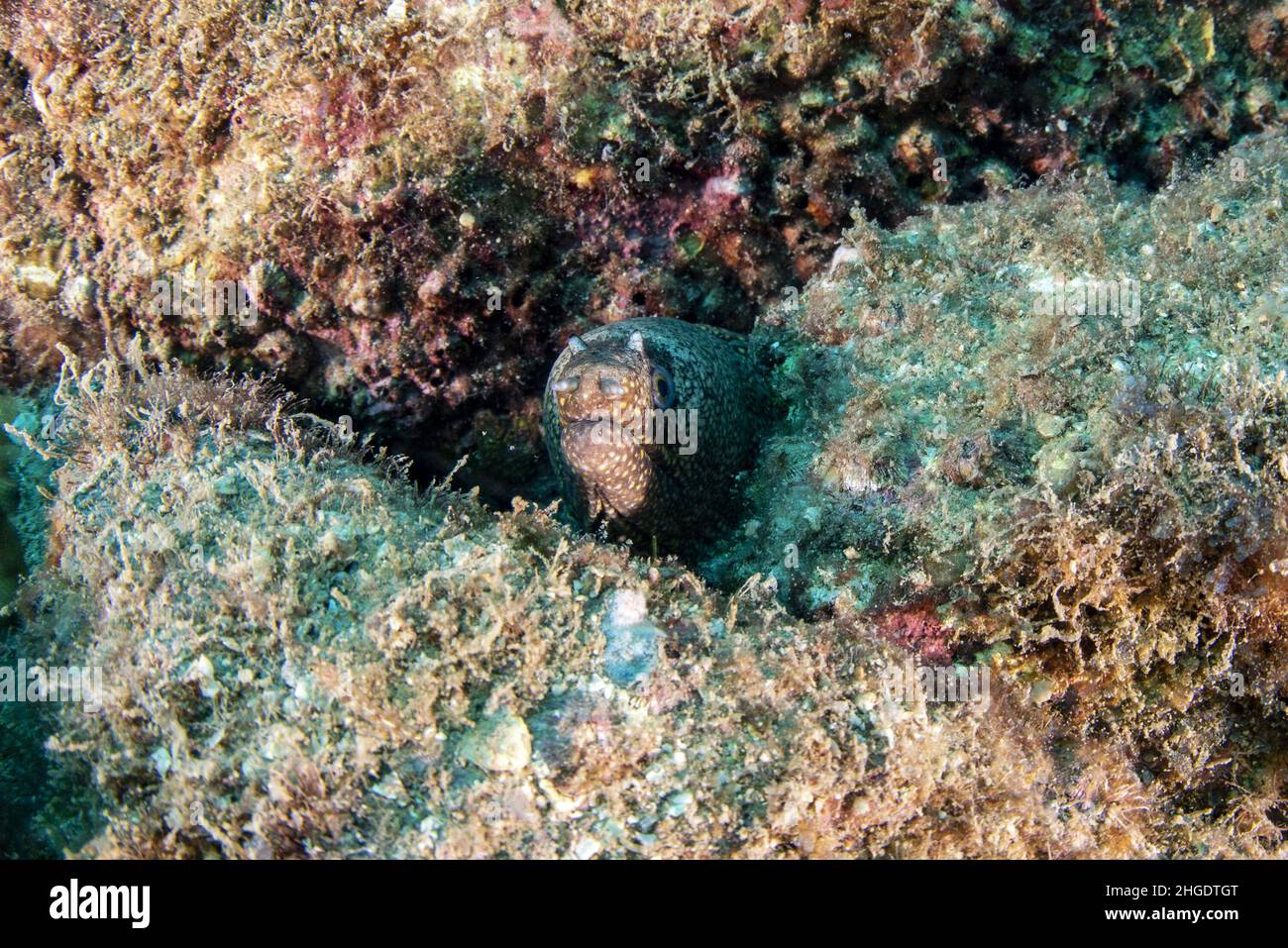 Aal Mooray beim Tauchen Cortez Sea mexico Stockfoto