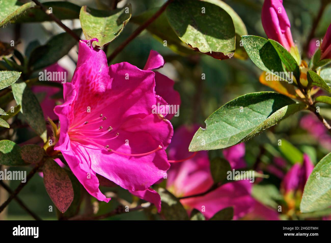 Rosa Azaleen im Garten Stockfoto