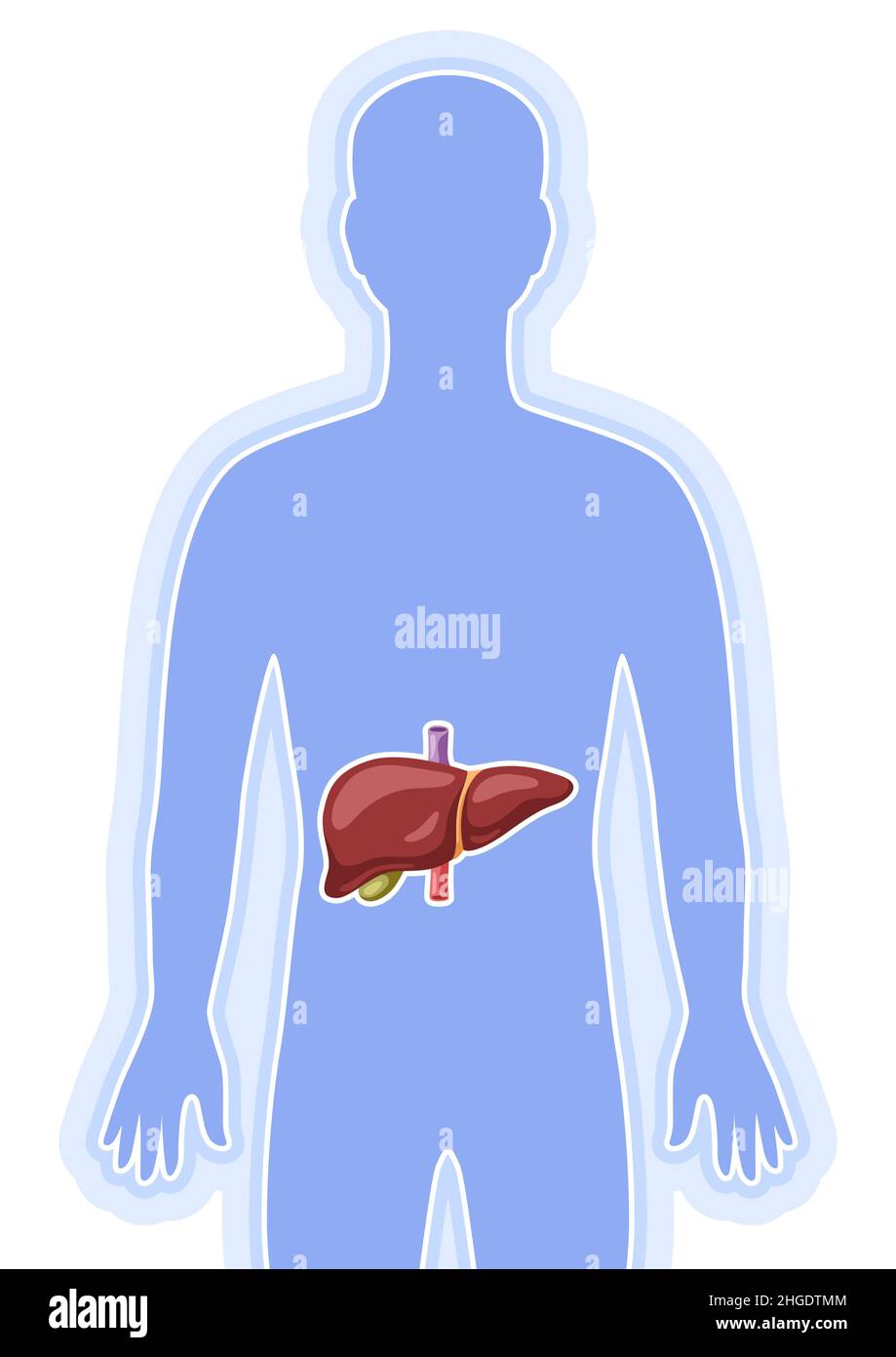 Illustration mit Leber-internem Organ. Anatomie des menschlichen Körpers. Gesundheitsfürsorge und medizinisches Image. Stock Vektor