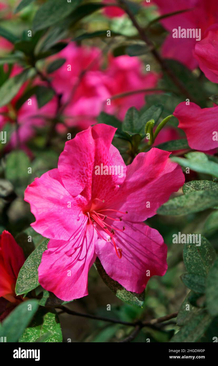 Rosa Azaleen im Garten Stockfoto