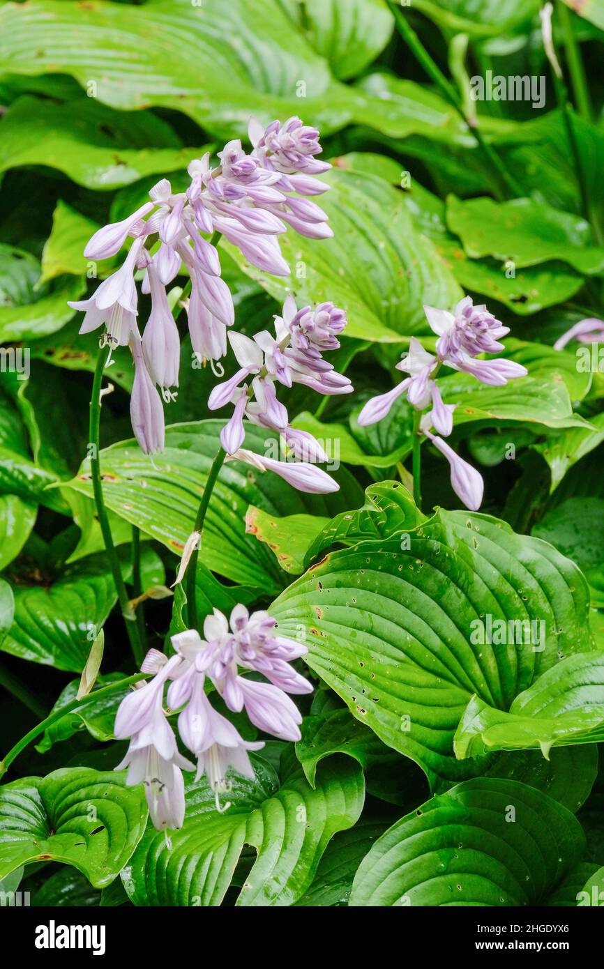 Hosta „Nakaimo“, auch bekannt als Hosta „Nakhima“. Dunkelgrüne, gerillte Blätter mit lilafarbenen Blüten Stockfoto