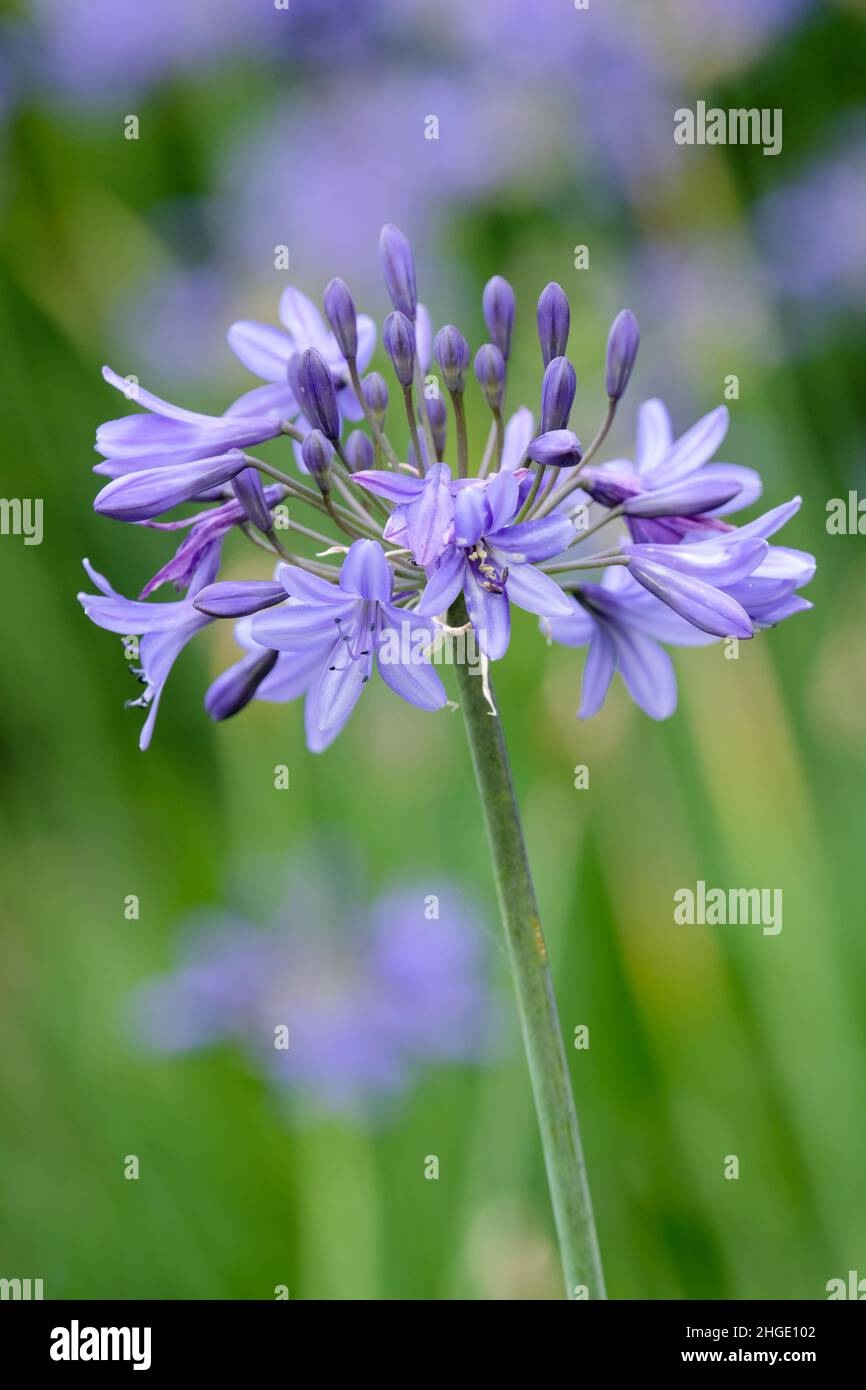 Agapanthus 'Torbay', afrikanische Lilie 'Torbay'. Mittelblaue Blüten Stockfoto