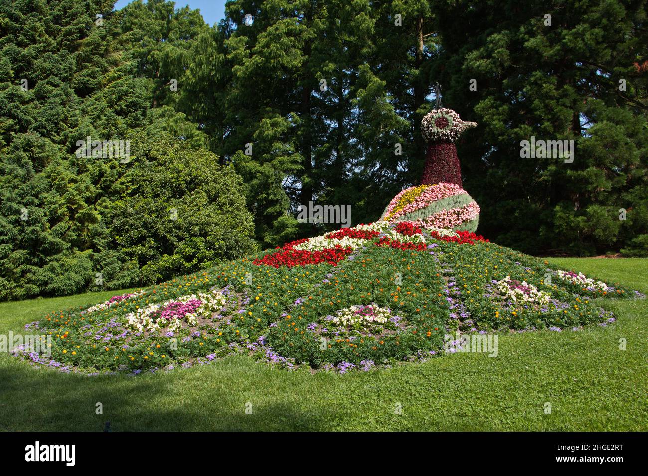 Blumenskulptur eines Pfaus auf der Insel Mainau bei Konstanz in Deutschland Stockfoto