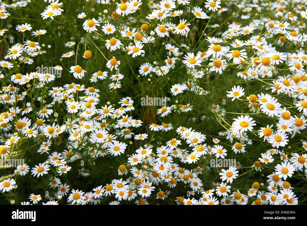 Feld große weiße Kamillen Blumen Nahaufnahme. Sommer Natur Hintergrund mit blühenden medizinischen Kamillen. Wunderschöne Wiese. Blumenkonzept. Stockfoto