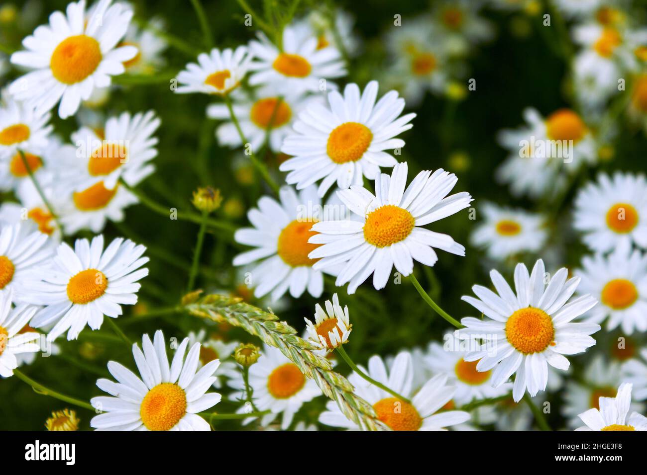 Große weiße Kamillen Blumen und Stacheletts Nahaufnahme. Sommer Natur Hintergrund mit blühenden medizinischen Kamillen. Wunderschöne Wiese. Stockfoto