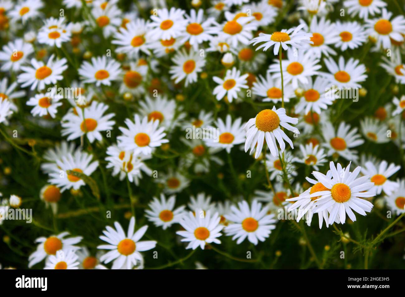 Große weiße Kamillen Blumen in der Nähe. Sommer Natur Hintergrund mit blühenden medizinischen Kamillen. Blumenwiese. Selektiver Fokus. Stockfoto