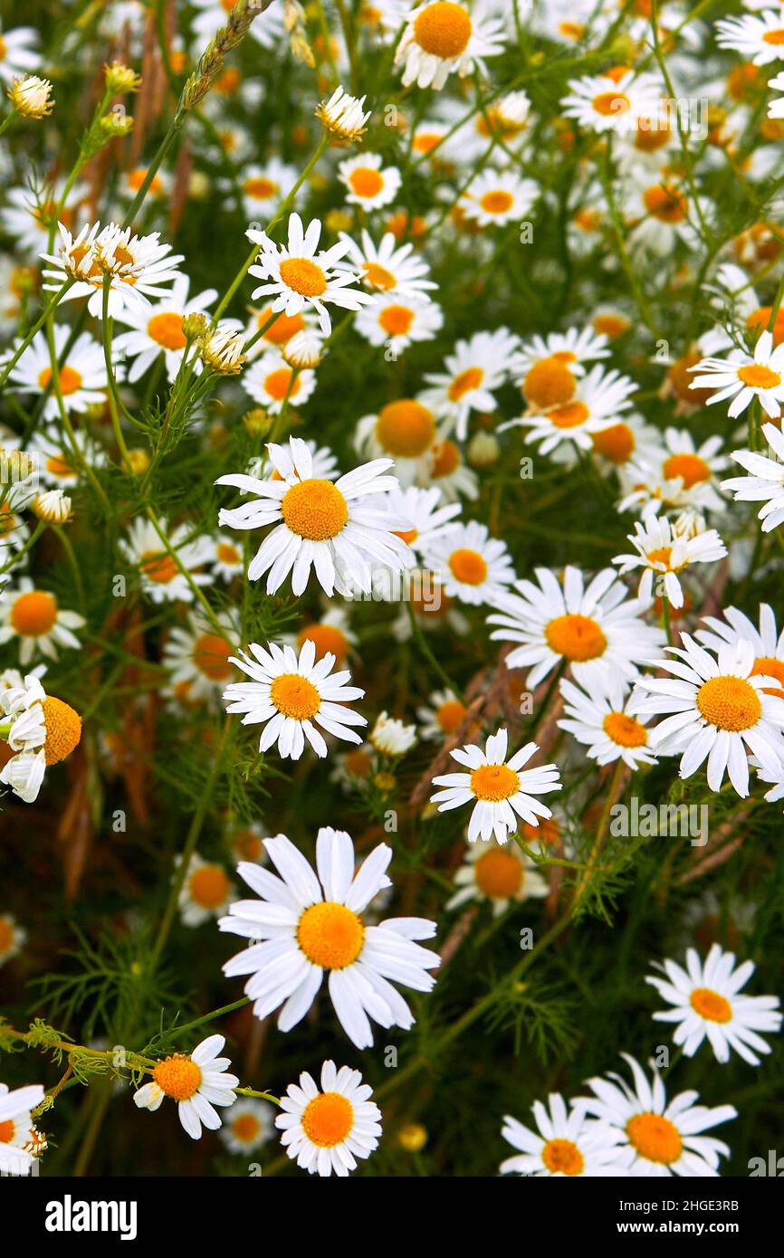 Viele weiße Kamillen blühen in der Nähe. Sommer Natur Hintergrund mit blühenden medizinischen Kamillen. Blumenwiese. Vertikales Foto. Stockfoto