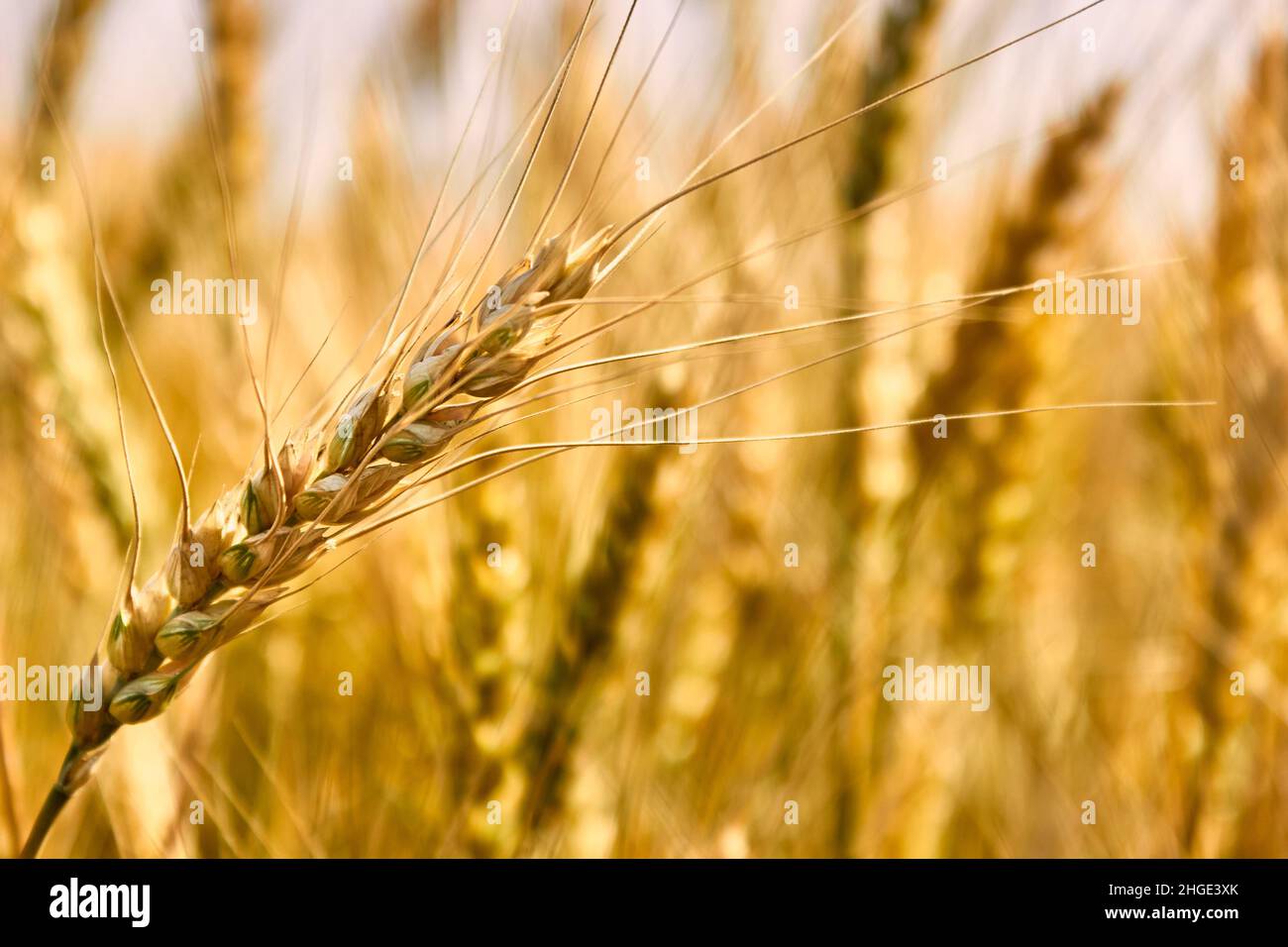 Ein vom Wind gekipptes, goldenes Weizenohr aus der Nähe vor dem Hintergrund eines goldenen Feldes. Das Thema Landwirtschaft, Ernte, Landwirtschaft. Stockfoto