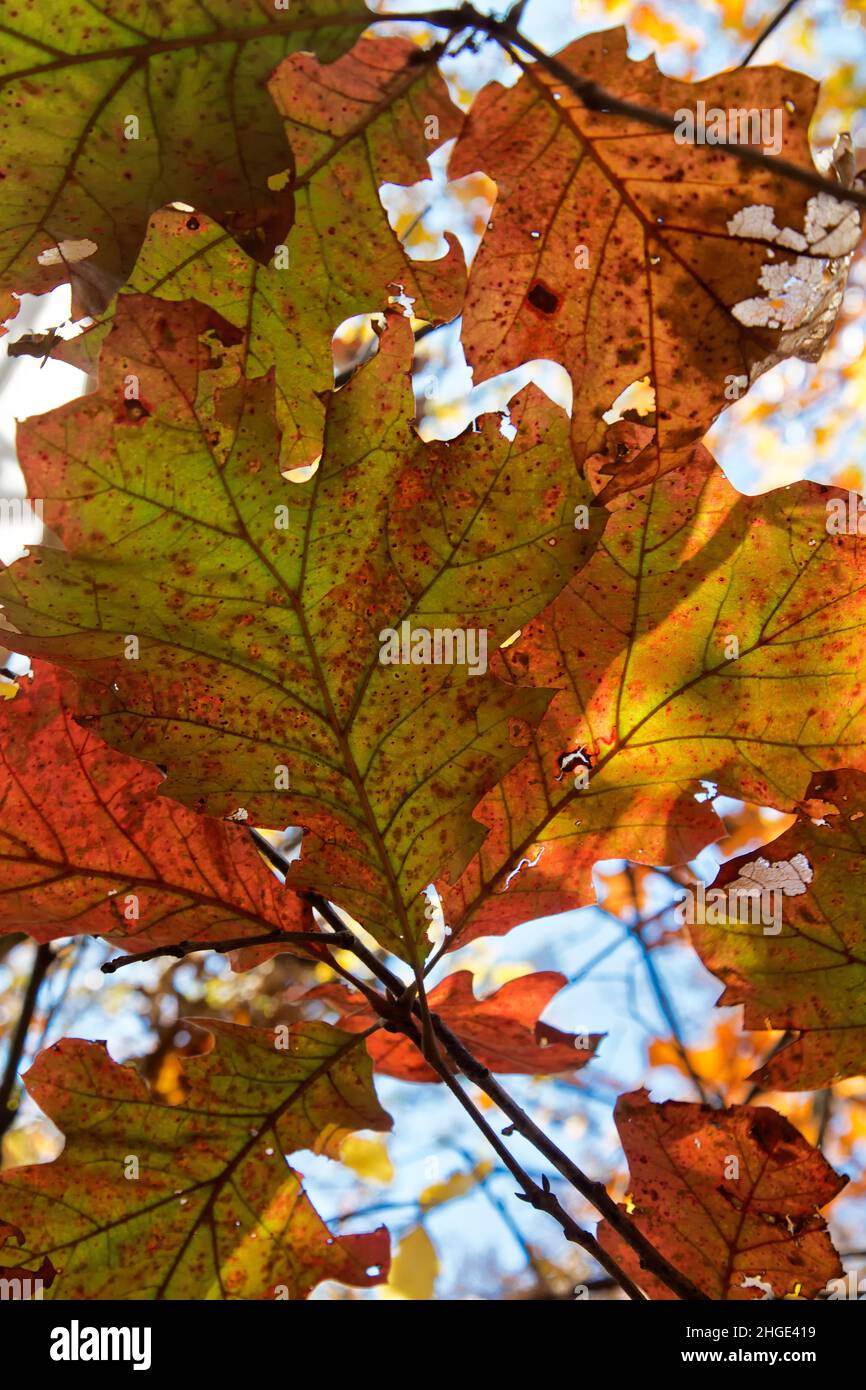 Scarlet Oak 'Quercus coccinea' Herbstlaub, hintergrundbeleuchtet, Missouri. Stockfoto