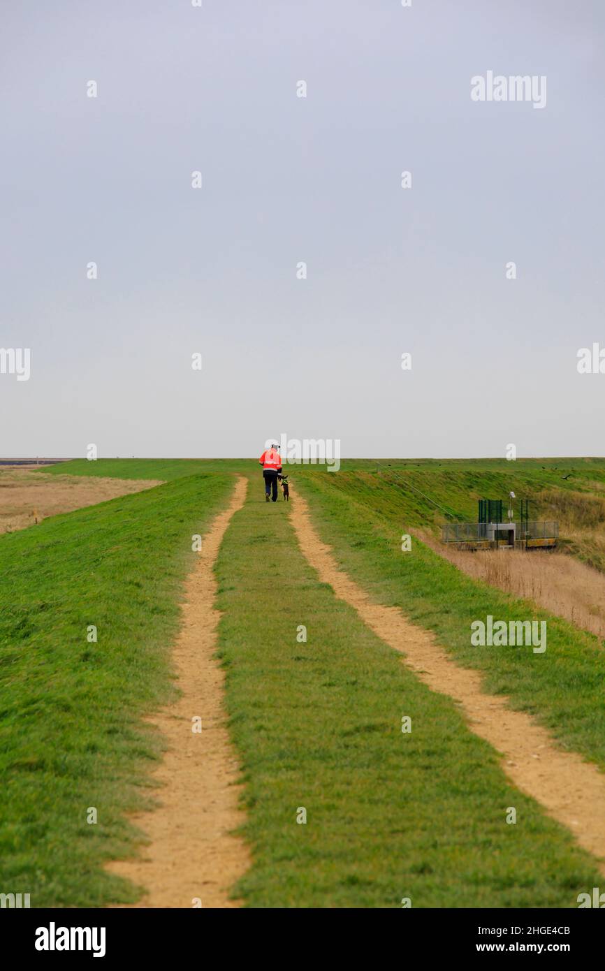 Hundespaziergänger in Hi-viz-Jacke. Moulton Marsh Naturschutzgebiet entlang des Deiches des Flusses Welland, Fosdike, Lincolnshire. Stockfoto