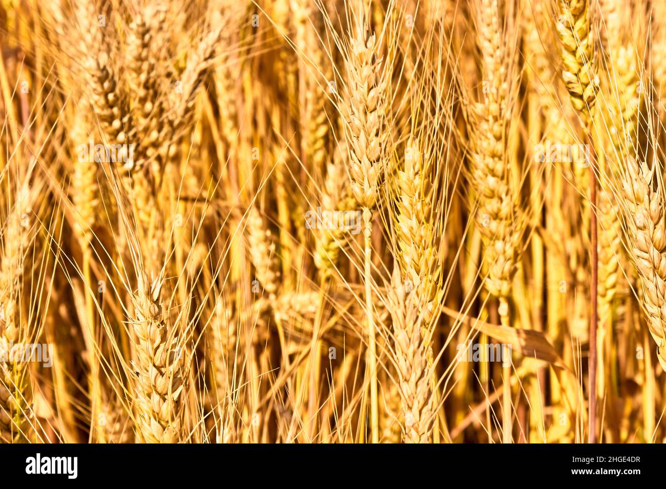 Nahaufnahme des goldenen Weizenfeldes. Weizenspikeletts an einem hellen, sonnigen Tag. Das Thema Landwirtschaft, eine reiche Ernte, Landwirtschaft. Landwirtschaftliche Sommerlandschaft. Stockfoto
