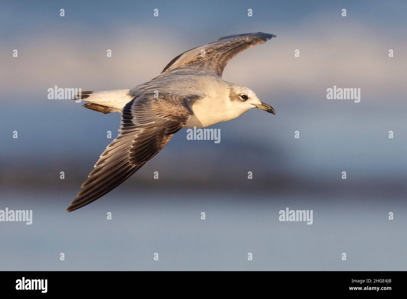 Mittelmeermöwe (Ichthyaetus melanocephalus), Seitenansicht eines jungen Fluges, Kampanien, Italien Stockfoto