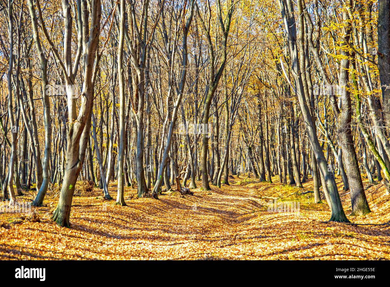 Wald im Herbst, Landschaft in Siebenbürgen, Rumänien auf der Via Siebenbürgische Weg Stockfoto