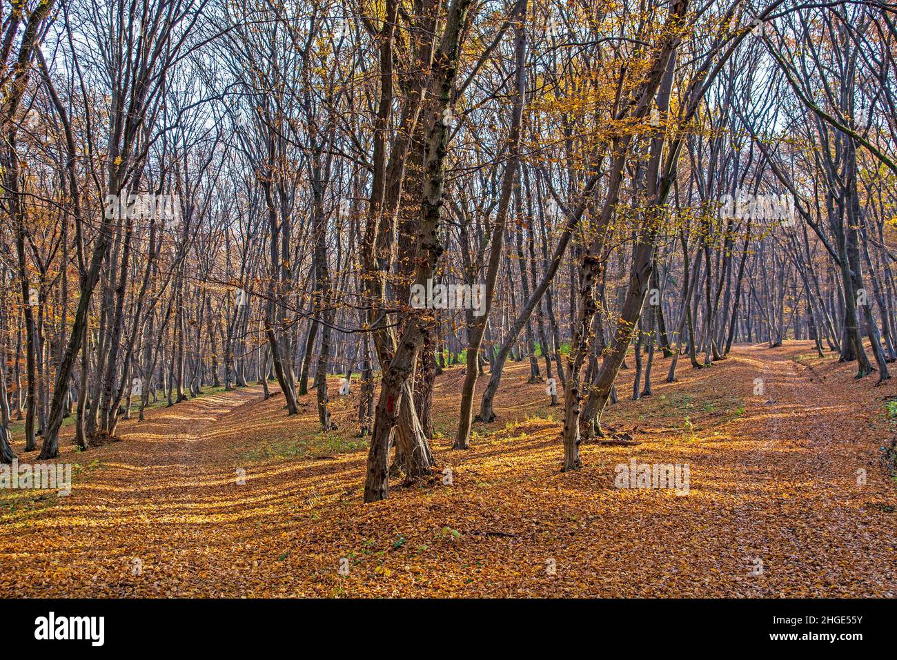 Waldweg Kreuzung im Herbst, Landschaft in Siebenbürgen, Rumänien auf der Via Siebenbürgische Weg Kreuzung Stockfoto