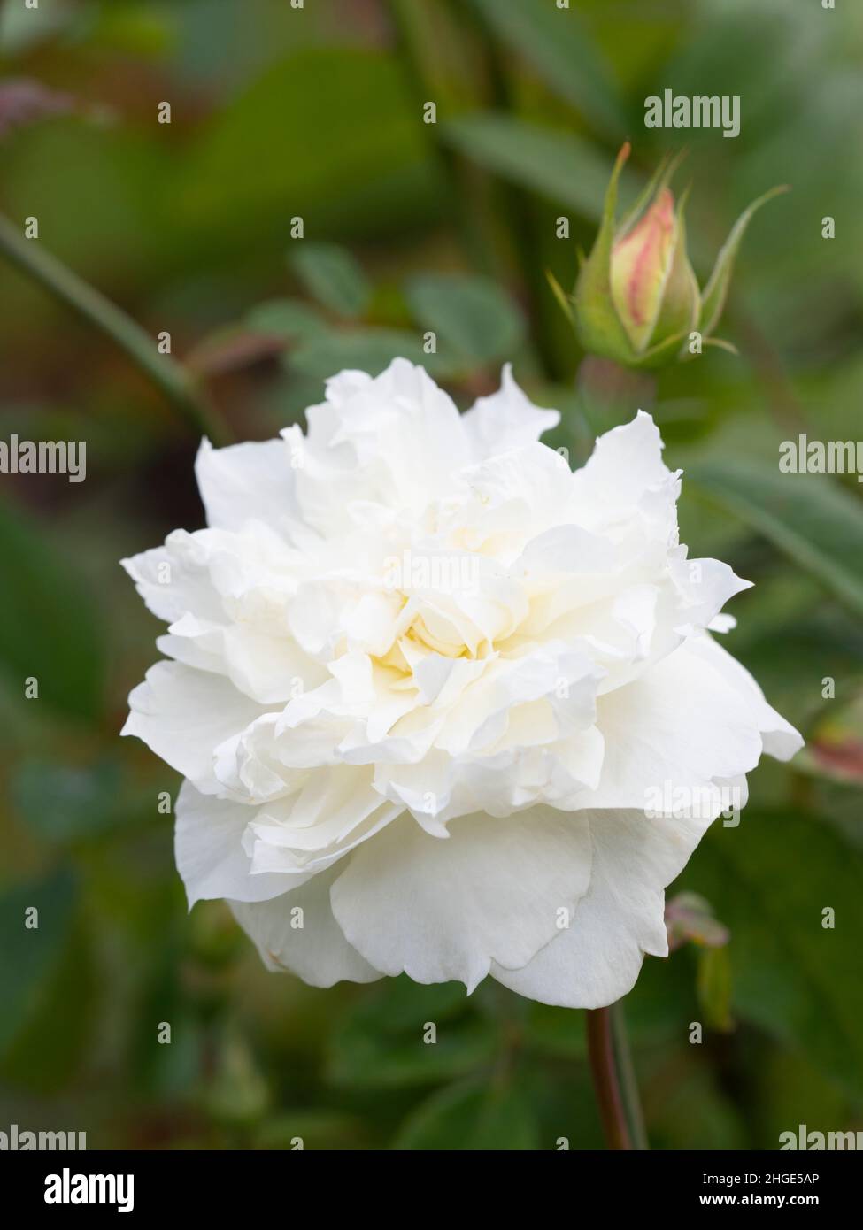 Rose „Susan Williams-Ellis“, Rosa „Ausquirk“, Englische Strauchrose, Stockfoto