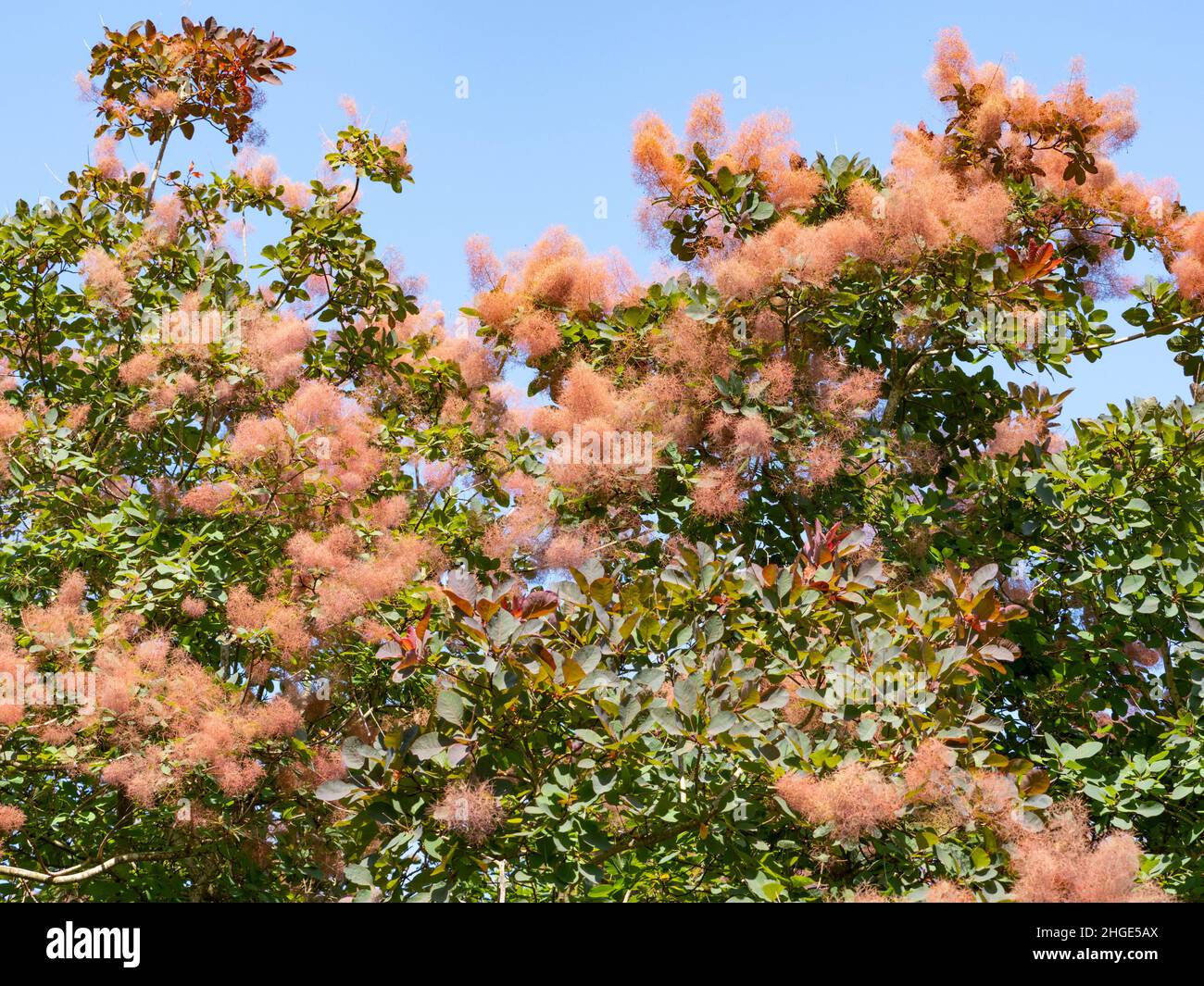 Cotinus, Rauchbusch, Stockfoto