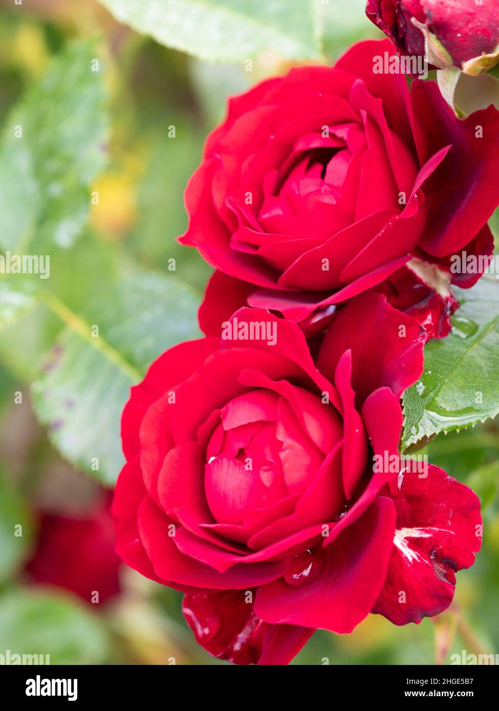 Rosa, Red Abundance, Loblieder Stockfoto