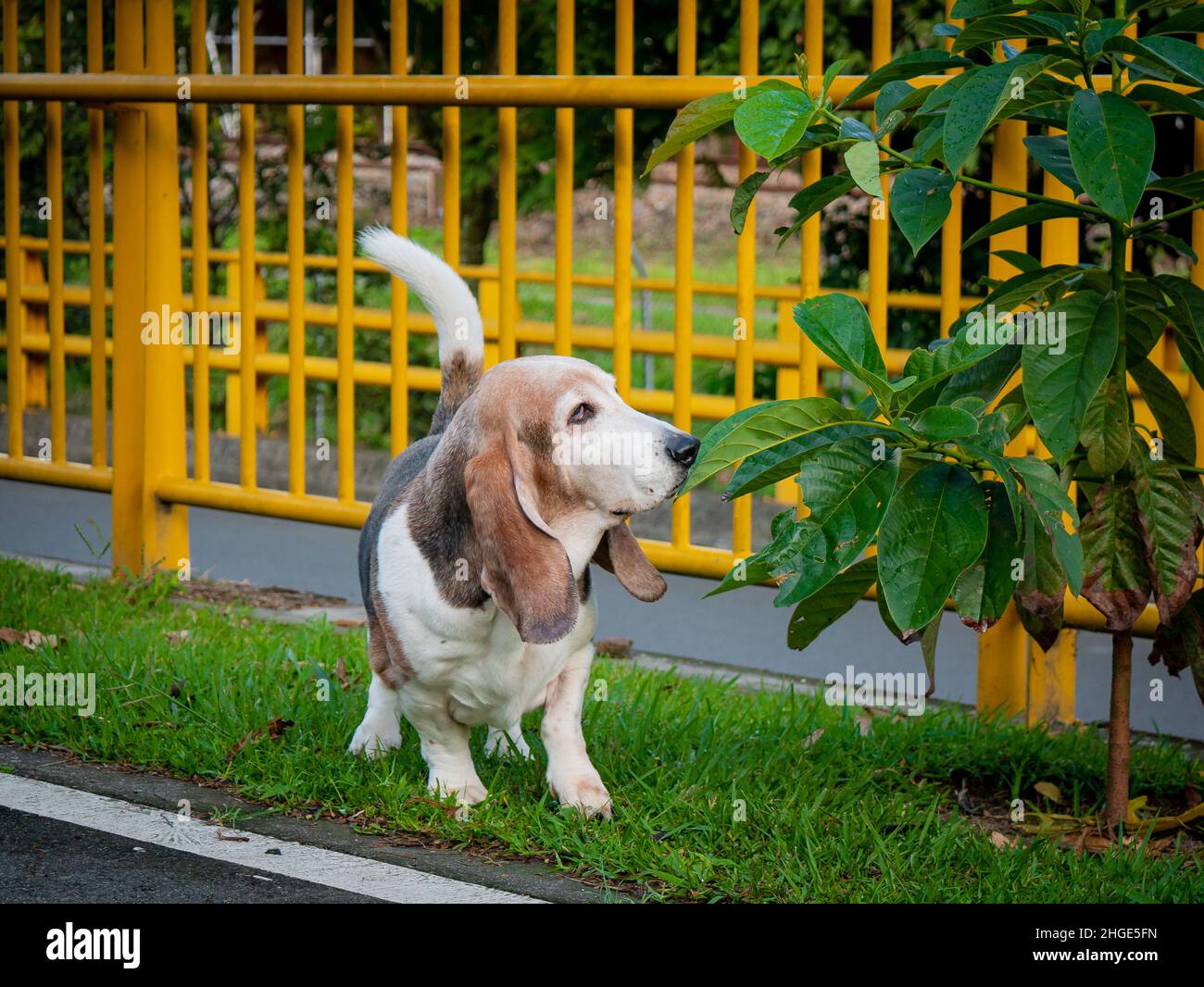 Basset Hound läuft in einem Park in der Nähe eines kleinen Baumes Stockfoto